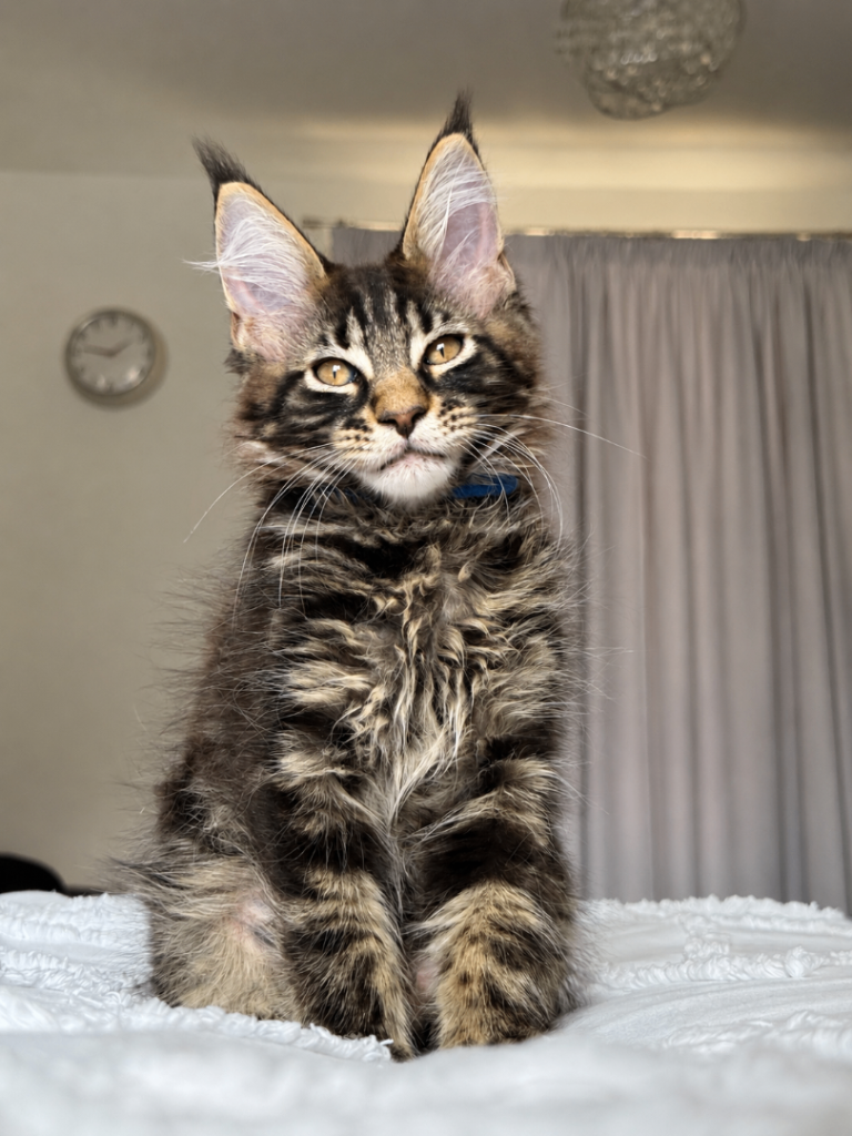 🐾 Beautiful GCCF Pedigree Maine Coon Kittens — Forever Homes Wanted 🐾