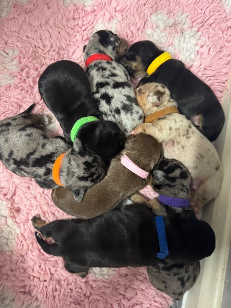 Dachshund Puppies