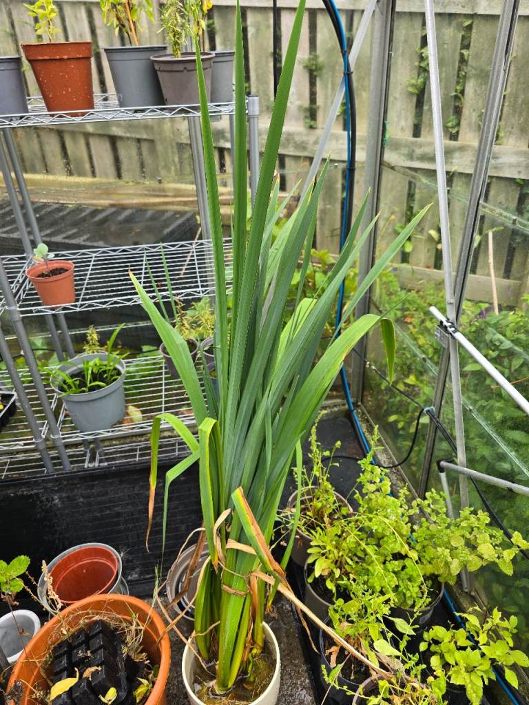 Healthy Pond Plant for Sale - Yellow Iris.