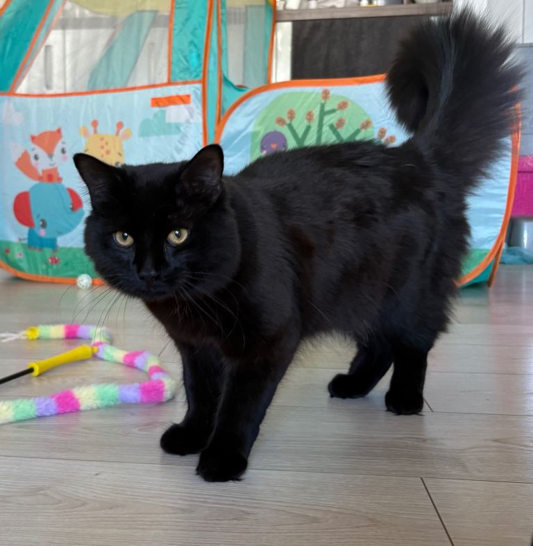 Black domestic longhair male