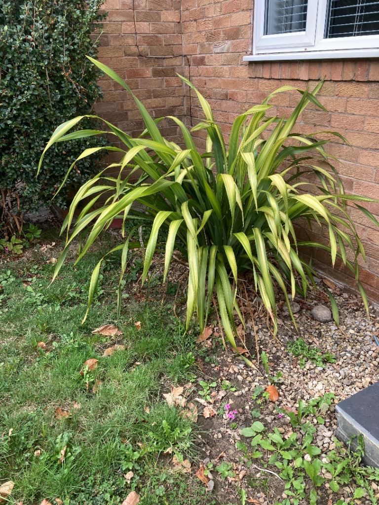Healthy Established Plant with Lovely Green and Yellow Variegated Leaves
