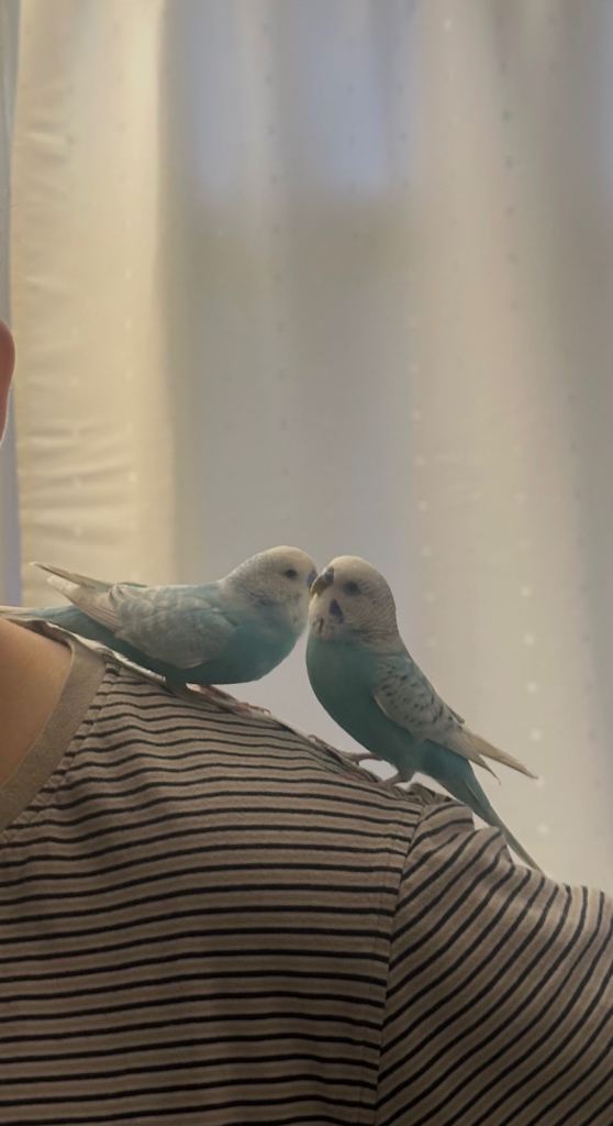 Budgies 