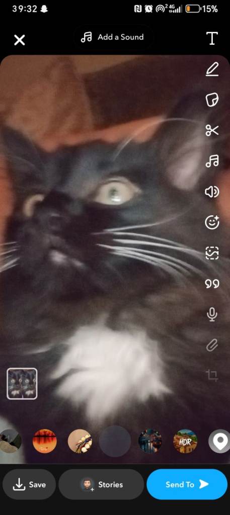 12 week old Maine Coon