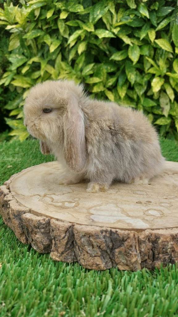 Mini-lop baby rabbits ready now 