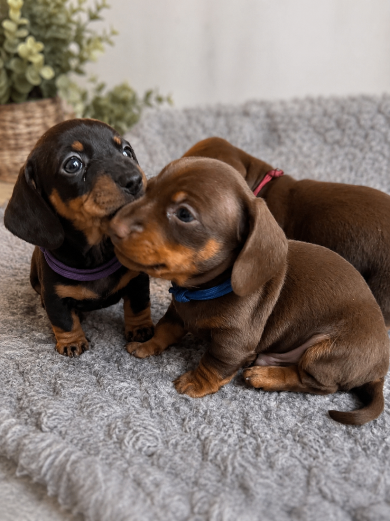 KC Registered Miniature Dachshund Puppies - Ready 30th May