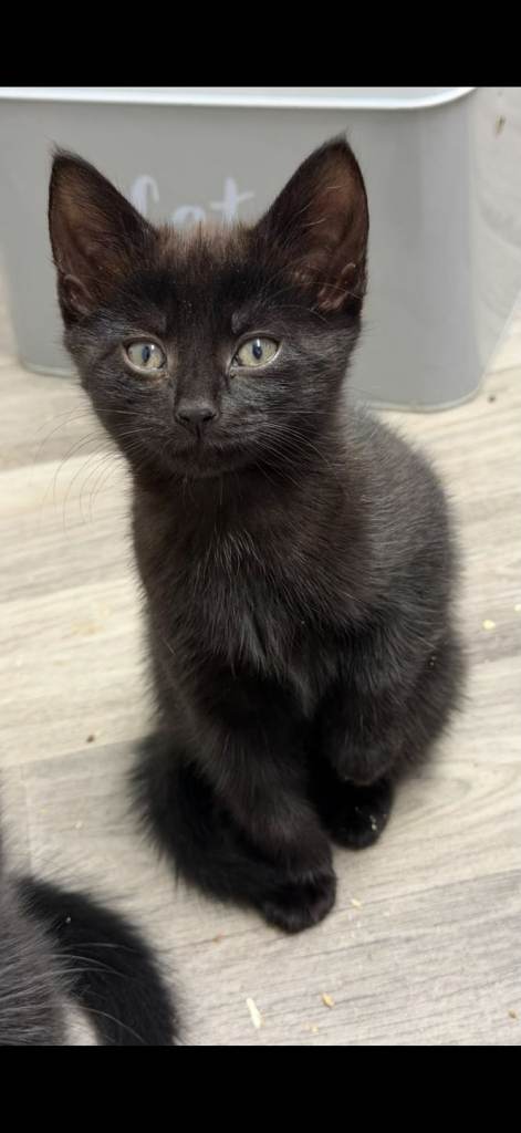 3 female kittens