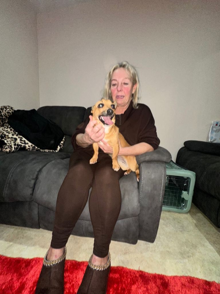 One year old chalky for sale make a lovely little lap dog she’s very sweet 