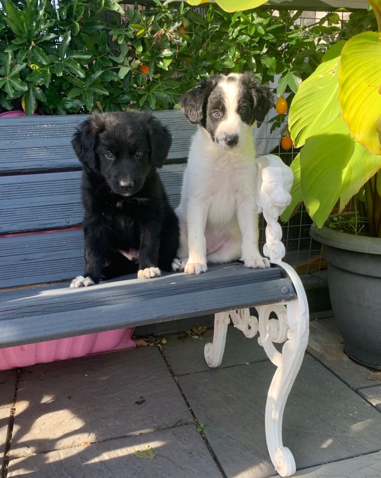 Amazing Collie X Lurcher Puppies 
