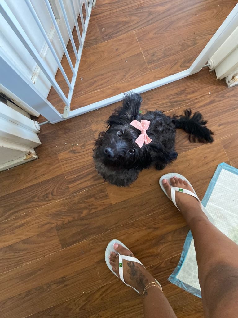 9month Yorkie mix puppy for sale 