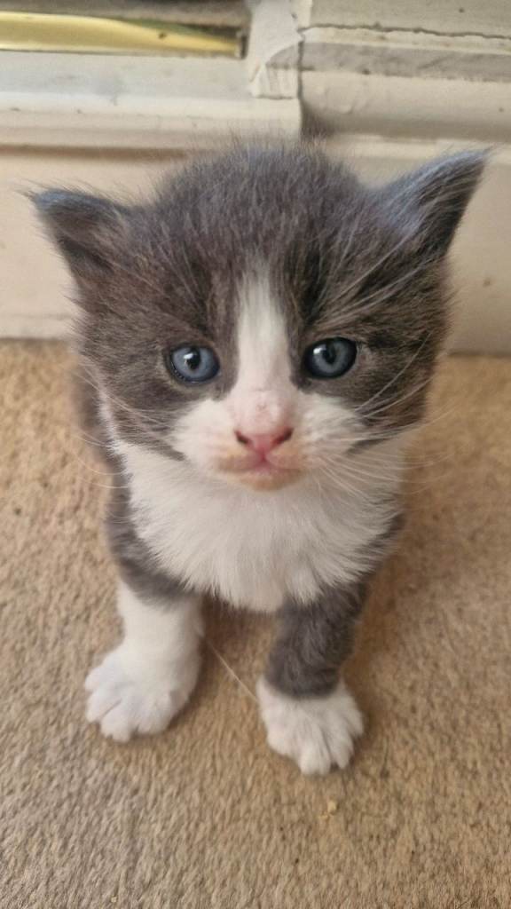 Stunning ragdoll cross kittens £250