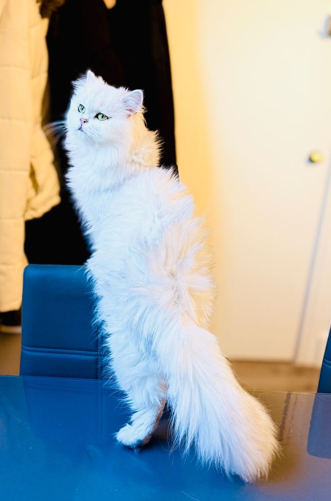 Pure Scottish long hair Female kitten 