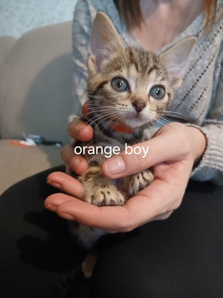 9 week old kittens