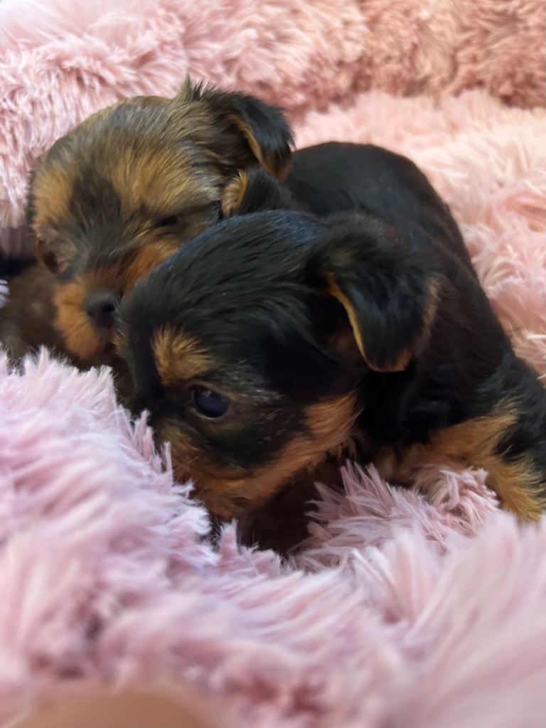 Mini Yorkshire terrier ,females 