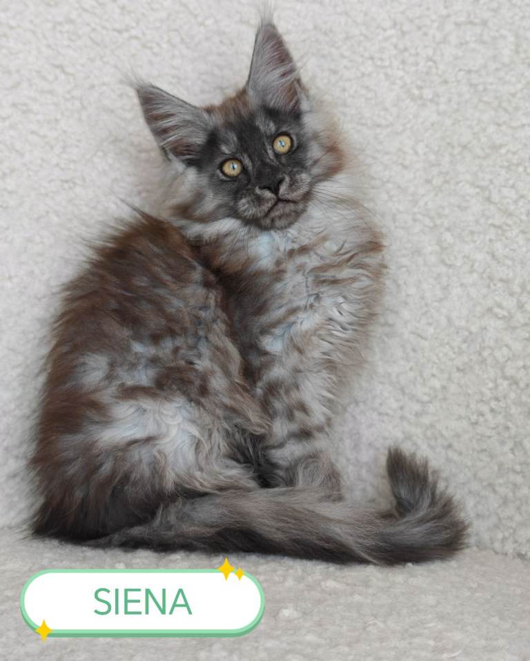 Full pedigree Maine coon kittens 