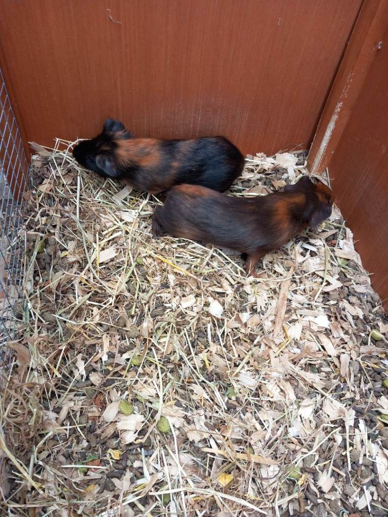 Pair Baby boy guineapigs for sale