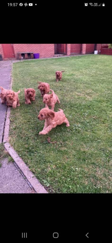 Cockapoo puppies READY 20 JUNE