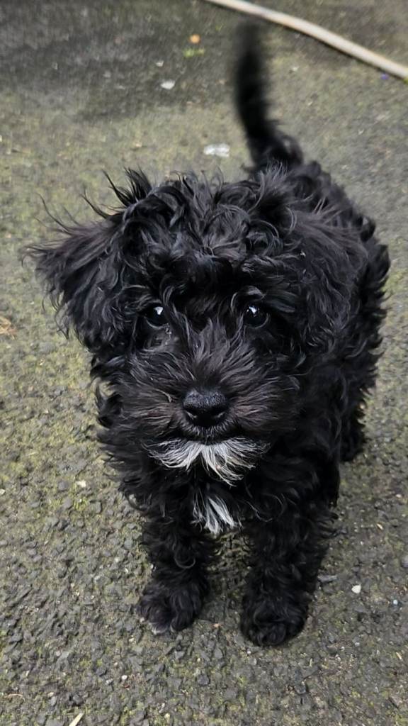 💖READY TO GO💖Schnoodle girl puppy , ready to go 🥰