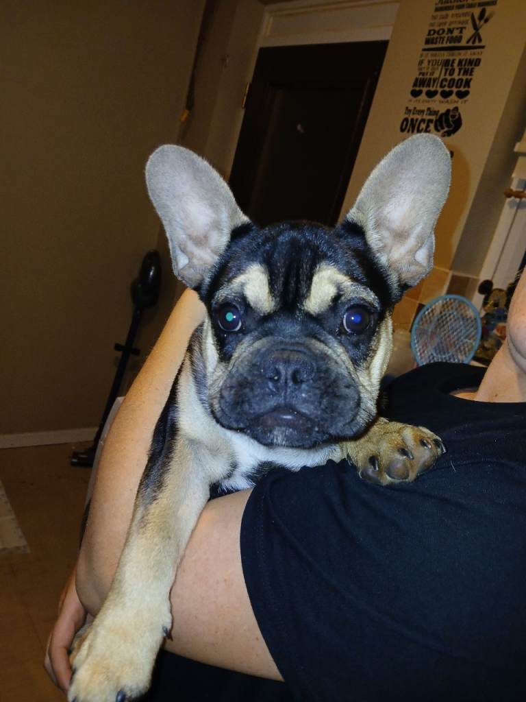 French bulldogs 