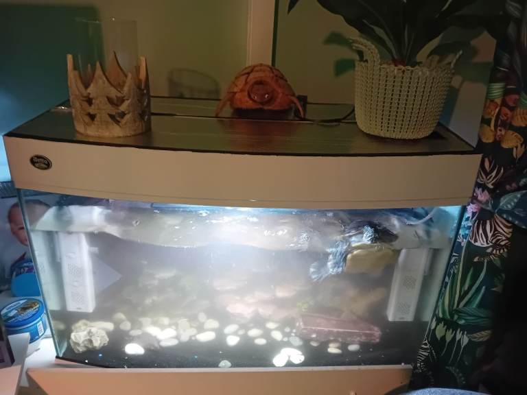 Large fish tank set up 
