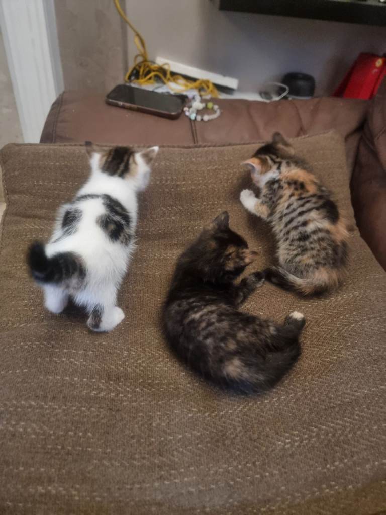 2 kittens