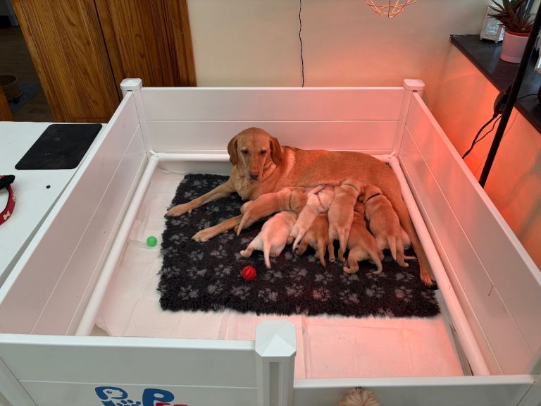 Beautiful Golden Labrador Puppies For Sale