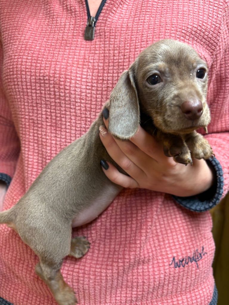 Dachshund puppies 