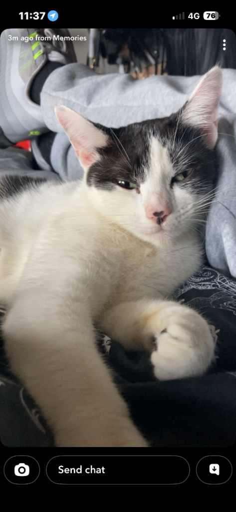 2 year old female cat looking for new loving home 