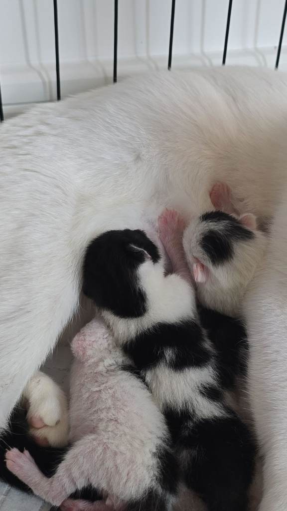 Tuxedo kittens (3 male ~ 1 female)