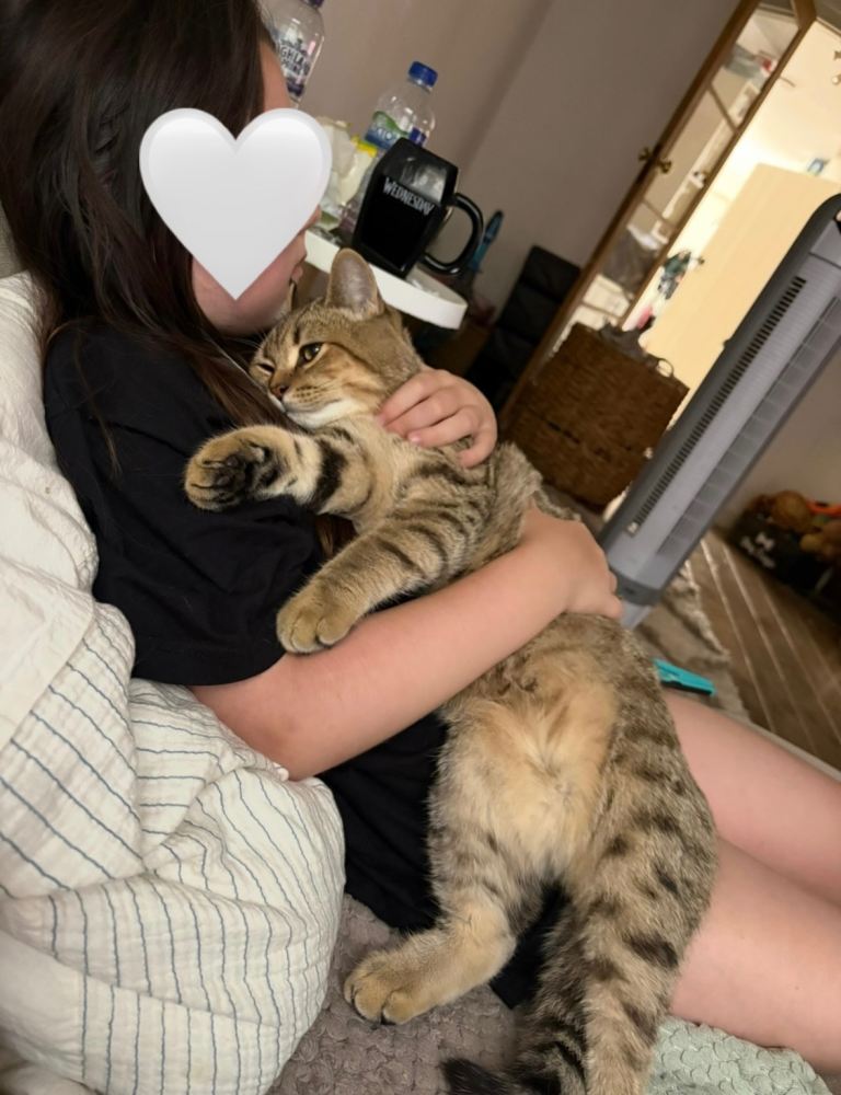 Pure Bred British Shorthair