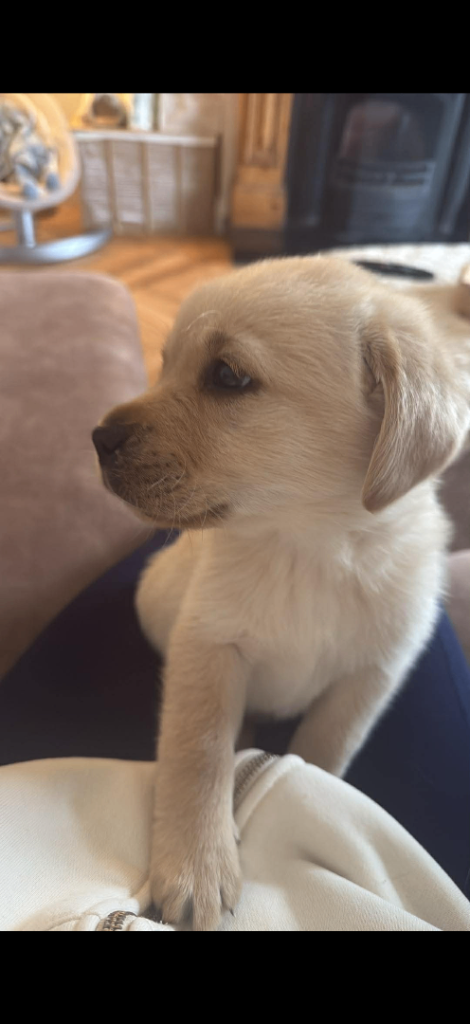 Golden retriever puppy