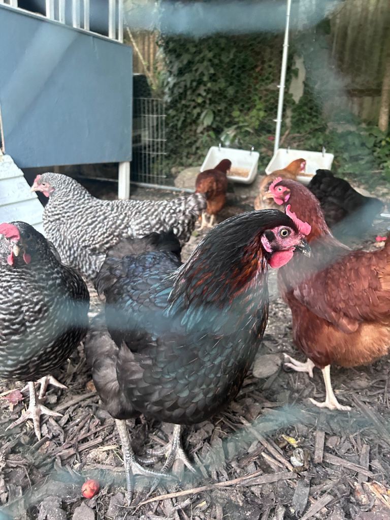 11 Chickens for Sale