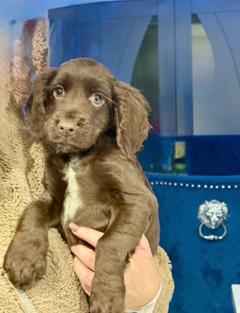 Cocker spaniel 