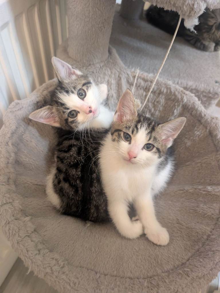 10 week old Tabby Kittens 