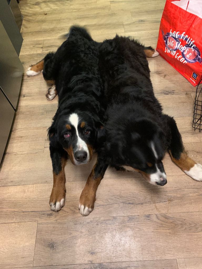 Burmese mountain dogs for sale