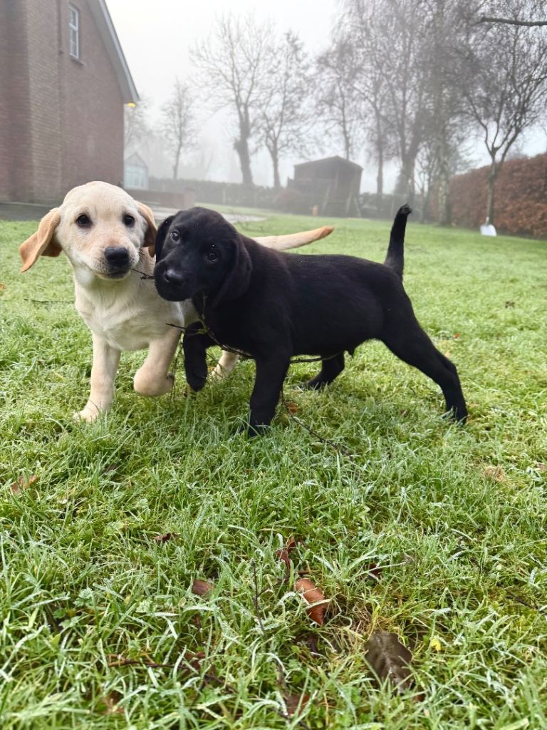 KC registered Labrador pups 