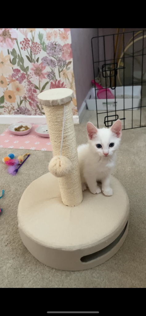 White kitten for sale
