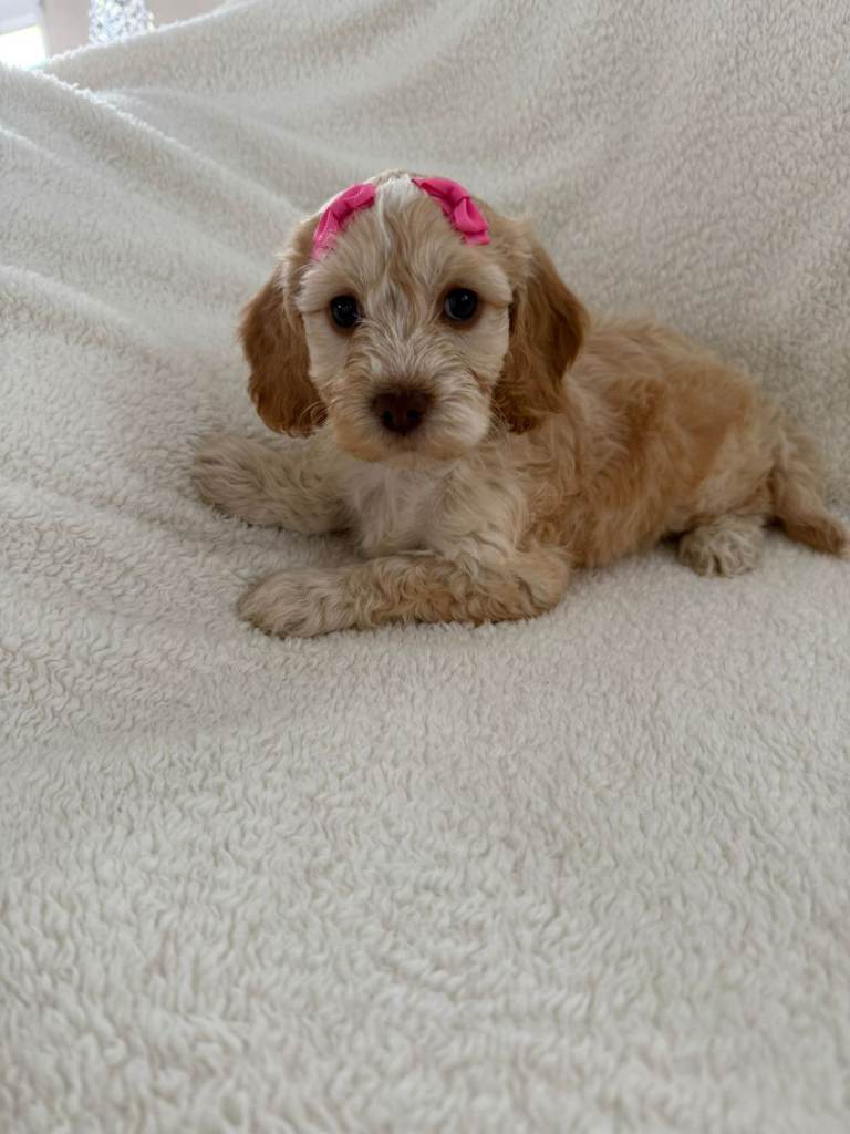 F1 COCKAPOO PUPPIES