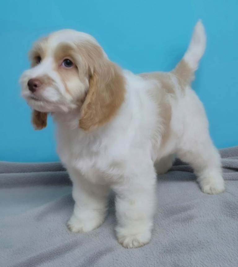 Cockapoo
