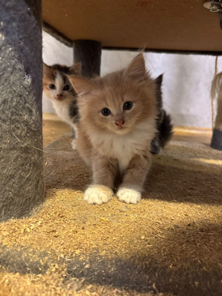 Kittens for sale