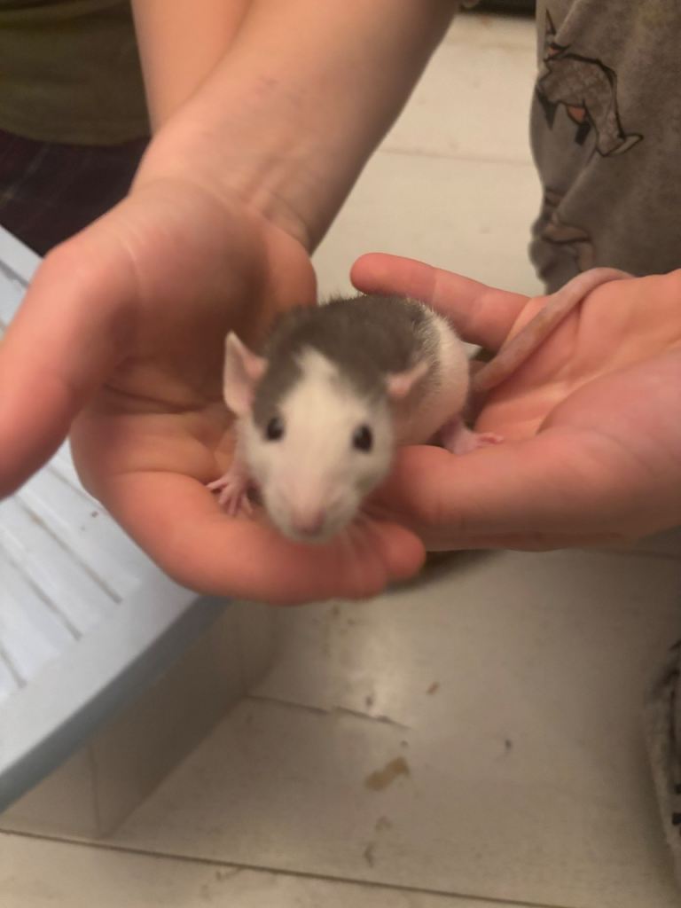 Male Rats for Sale 9 wks old