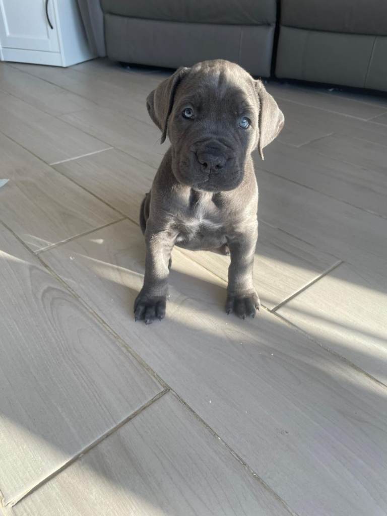 Pure blue female cane corso