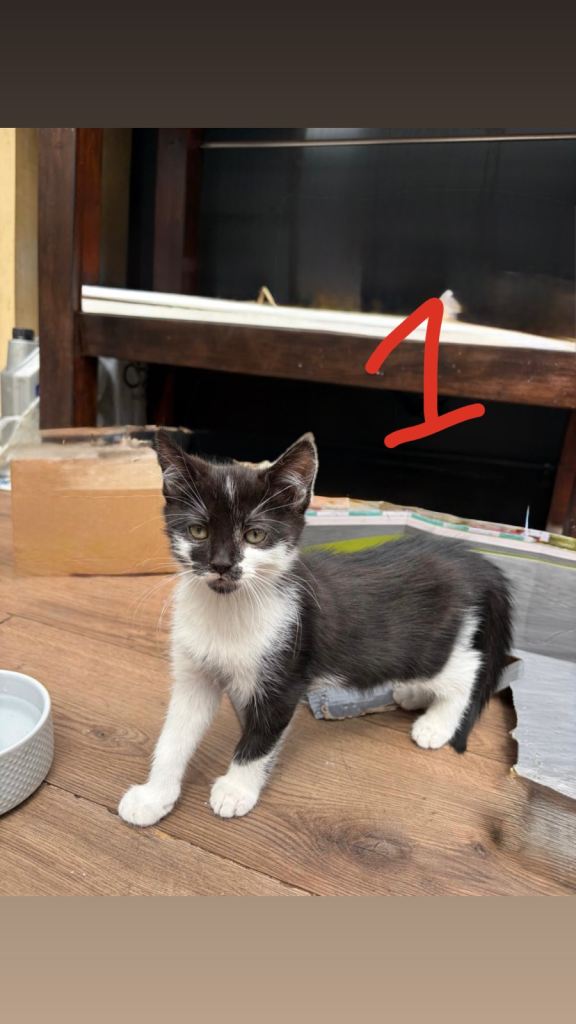 Beautiful kittens for sale!