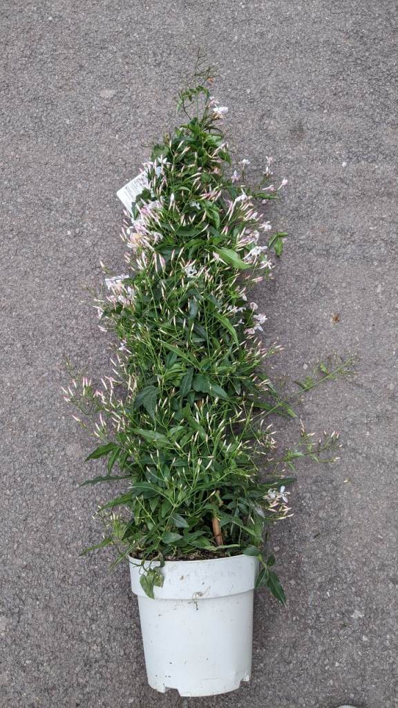 Jasmine Plants 🌸🌿