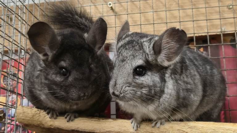 Standard Grey and ebony male chinchillas are Ready for the New Beloved Home