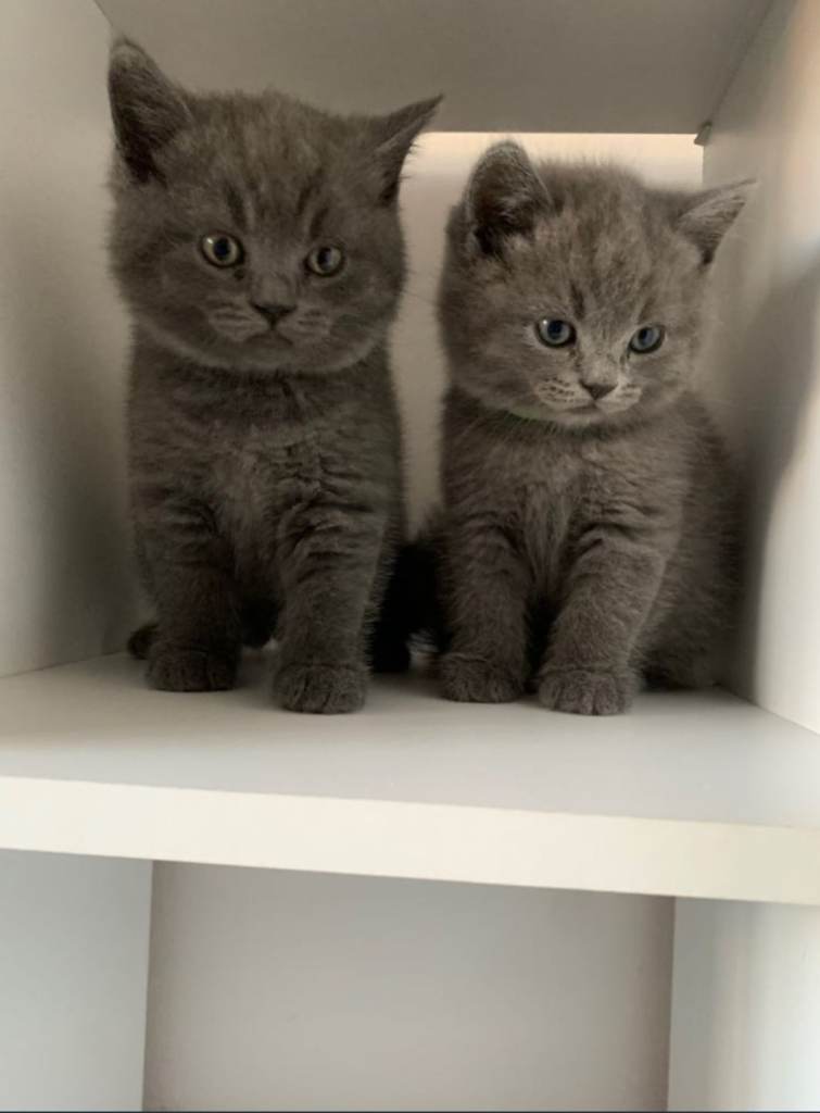 British blue shorthair kittens 1 girl 4 boys