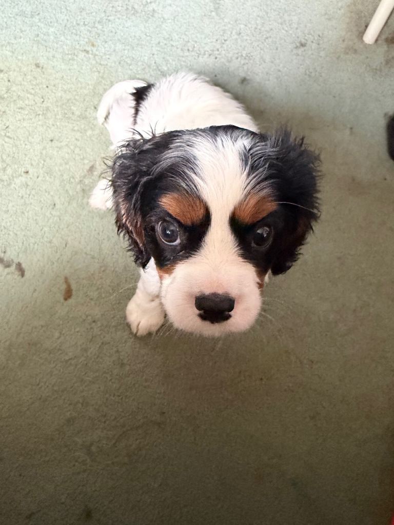 7 week old King Charles puppy male