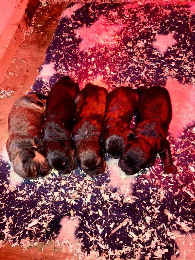 image for Working Cocker spaniel puppy’s 