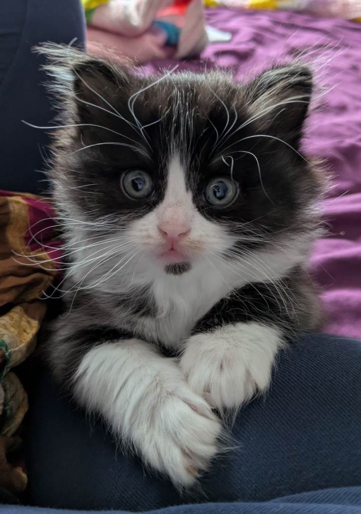 *Reduced price! Siberian X BLH Kittens