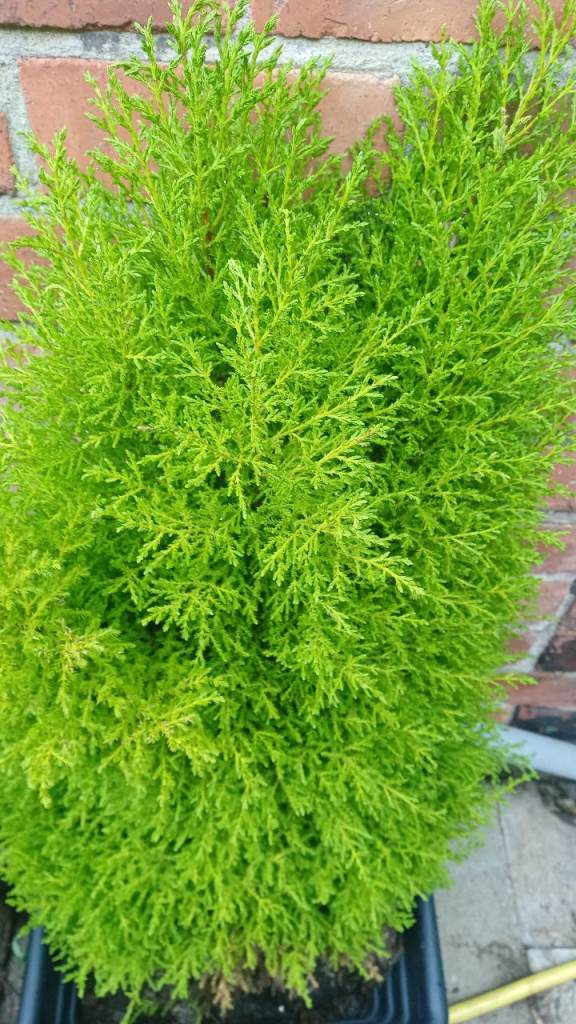 Golden conifer large size 30 inch high £15