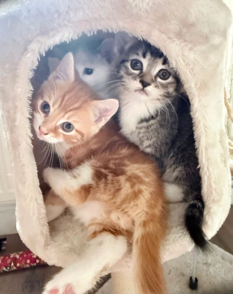 Four Kittens for sale